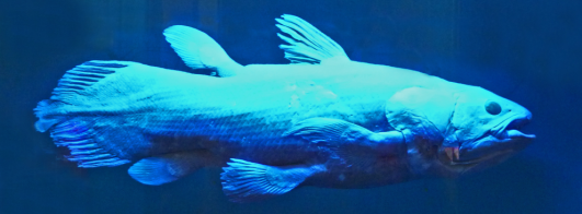 coelacanth-blue-990x366